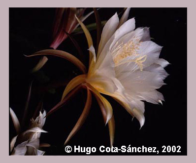 A cactus flower