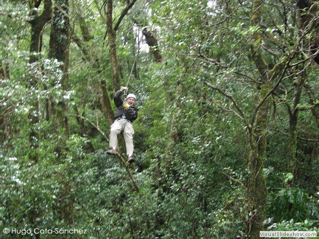 Canopy work