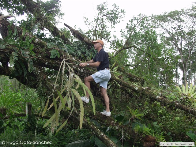 Collecting E. phyllanthus