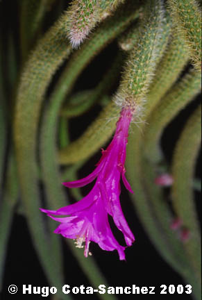 Disocactus flagelliformis