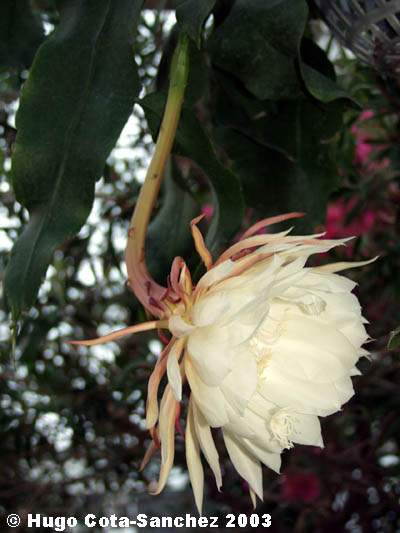 Epiphyllum oxypetalum