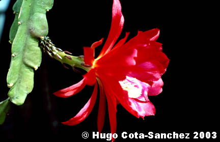 An Epiphyllum hybrid