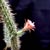 Echinocereus pensilis
