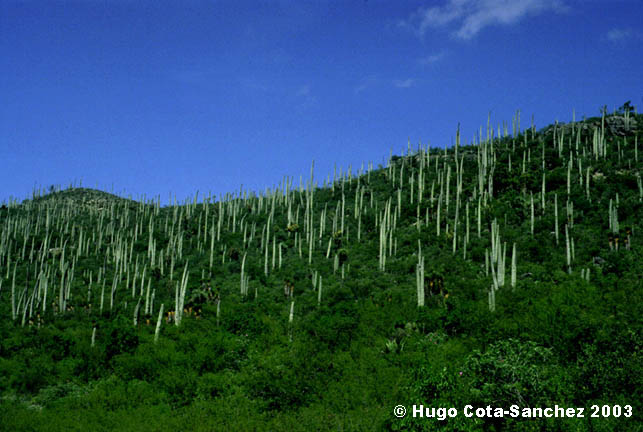 Cephalocereus senilis