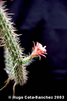 Echinocereus pensilis