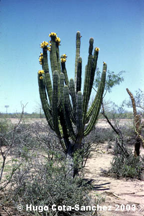 Pachycereus pectenaboriginum