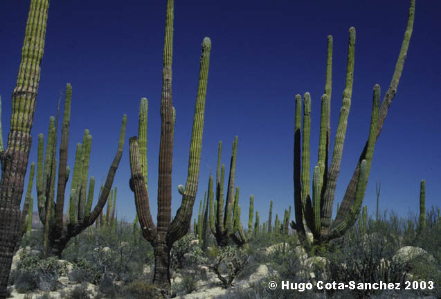 Pachycereus pringlei