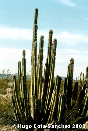 Pachycereus schotti