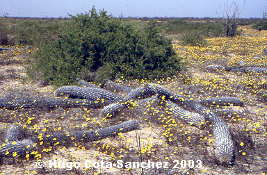 Stenocereus eruca