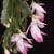 Schlumbergera sp.