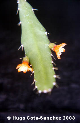 Lepismium monacantha