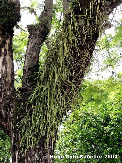 Rhipsalis baccifera