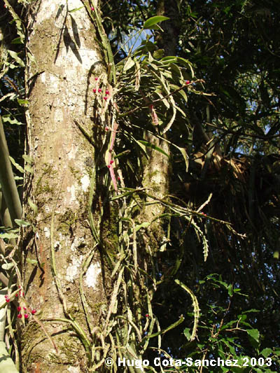 Rhipsalis cruciformis