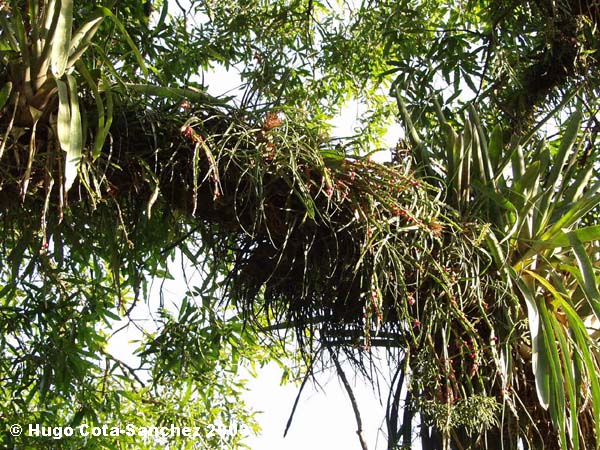 Rhipsalis cruciformis