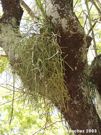 Rhipsalis floccosa