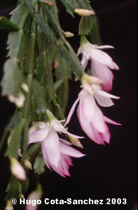 Schlumbergera sp.