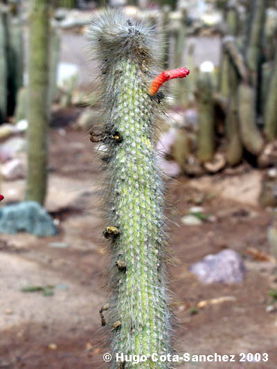 Cleistocactus joyuyensis