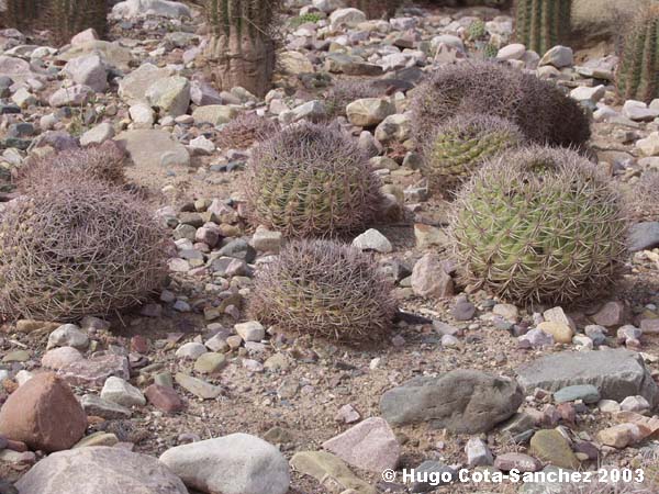 Gymnocalycium saglionis