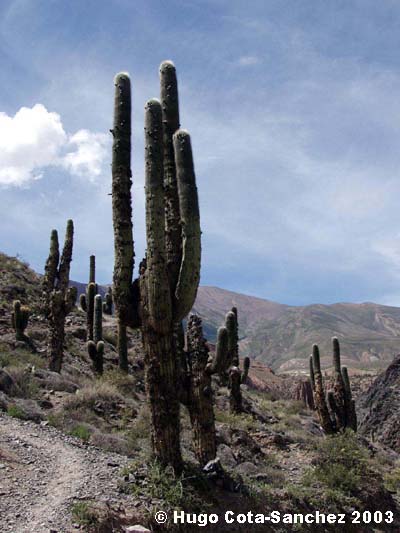 Trichocereus pasacana