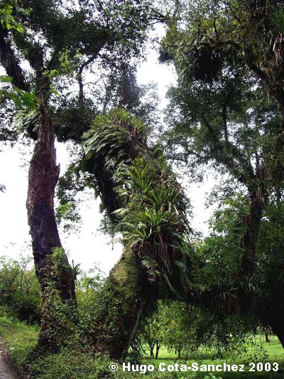 A tree with epiphytes