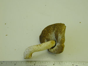 Pocture of Boletus vermiculosus