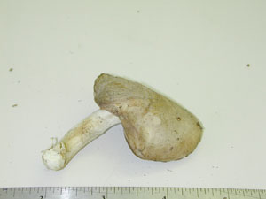 Picture of Boletus vermiculosus