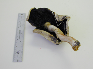 picture of Agaricus albolutescens