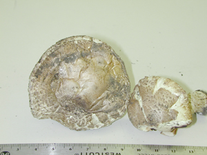 Picture of Agaricus augustus