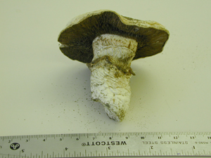 picture of Agaricus bitorquis