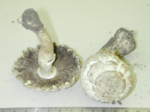 Picture of Agaricus campestris