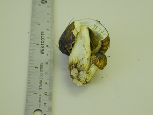 Picture of Agaricus haemorrhoidarius