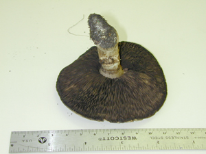 Picture of Agaricus langei