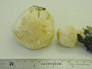 Picture of Agaricus leucotrichus