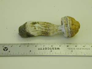 Picture of Agaricus meleagris