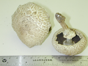 picture of Agaricus silvaticus