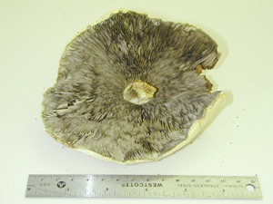 Picture of Agaricus silvicola