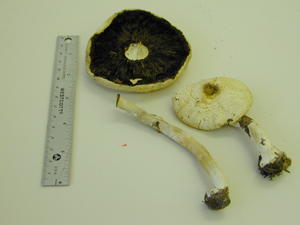 Picture of Agaricus abruptibula