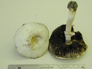 Picture of Agaricus campestris