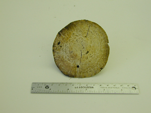 Picture of Agaricus langei