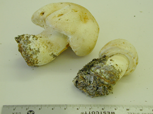 Picture of Agaricus leucotrichus