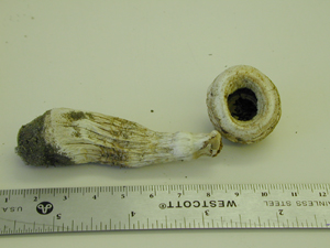 Picture of Agaricus meleagris