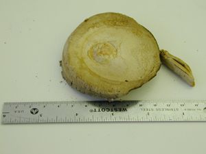 Picture of Agaricus micromegethus