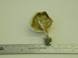 Picture of Agaricus procillator