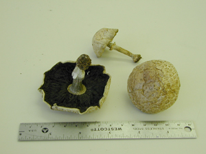 Picture of Agaricus silvaticus