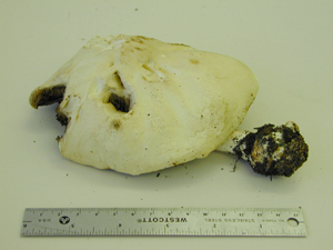 Picture of Agaricus silvicola