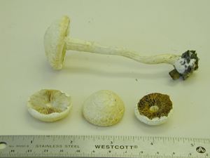 Picture of Agrocybe acericola