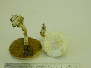 Picture of Agrocybe dura