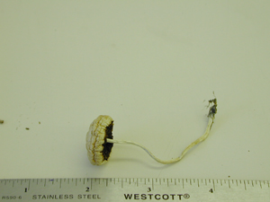 Picture of Agrocybe pediadles