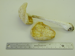 Picture of Amanita caesarea