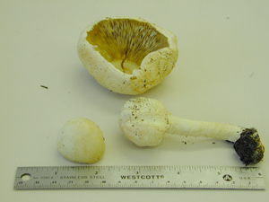 picture of Amanita flavoconia